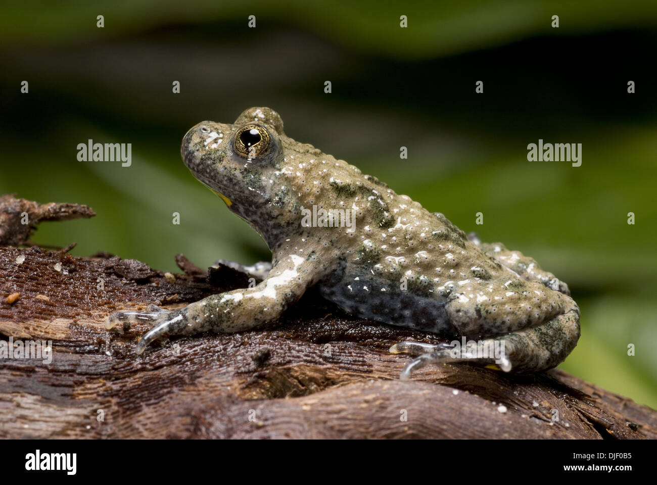 yellow-bellied toad, bombina variegata Stock Photo