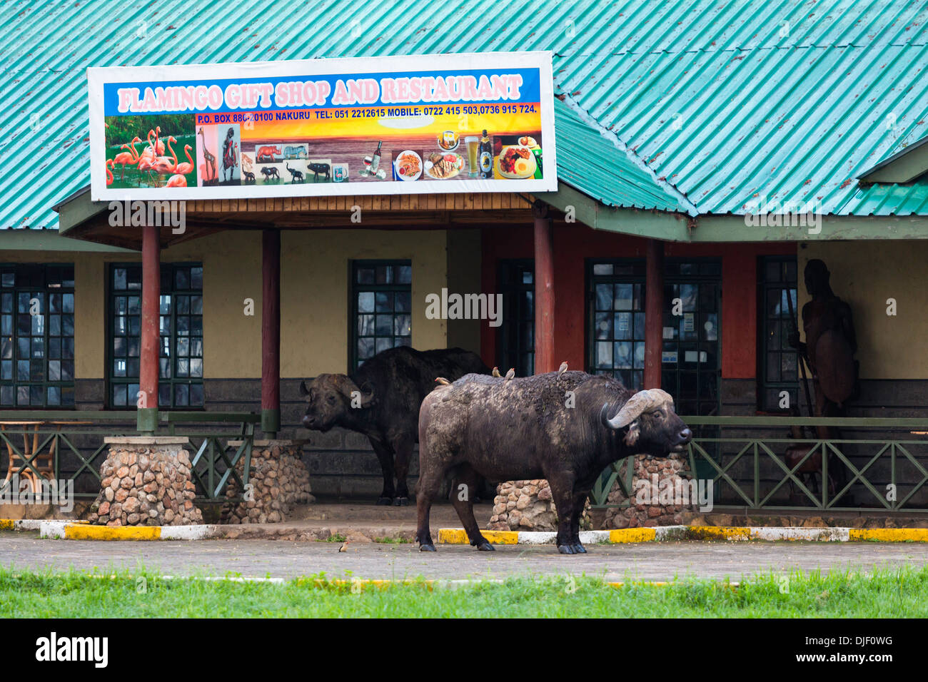 Two Cape Buffalo (Syncerus caffer) infront of gift shop and restaurant.Lake Nakuru National Park.Kenya Stock Photo