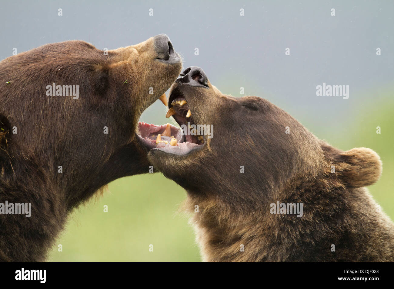 Captive: Close Up Of A Pair Of Brown Bears Playfighting, Alaska Wildlife Conservation Center Near Portage, Southcentral Alaska Stock Photo