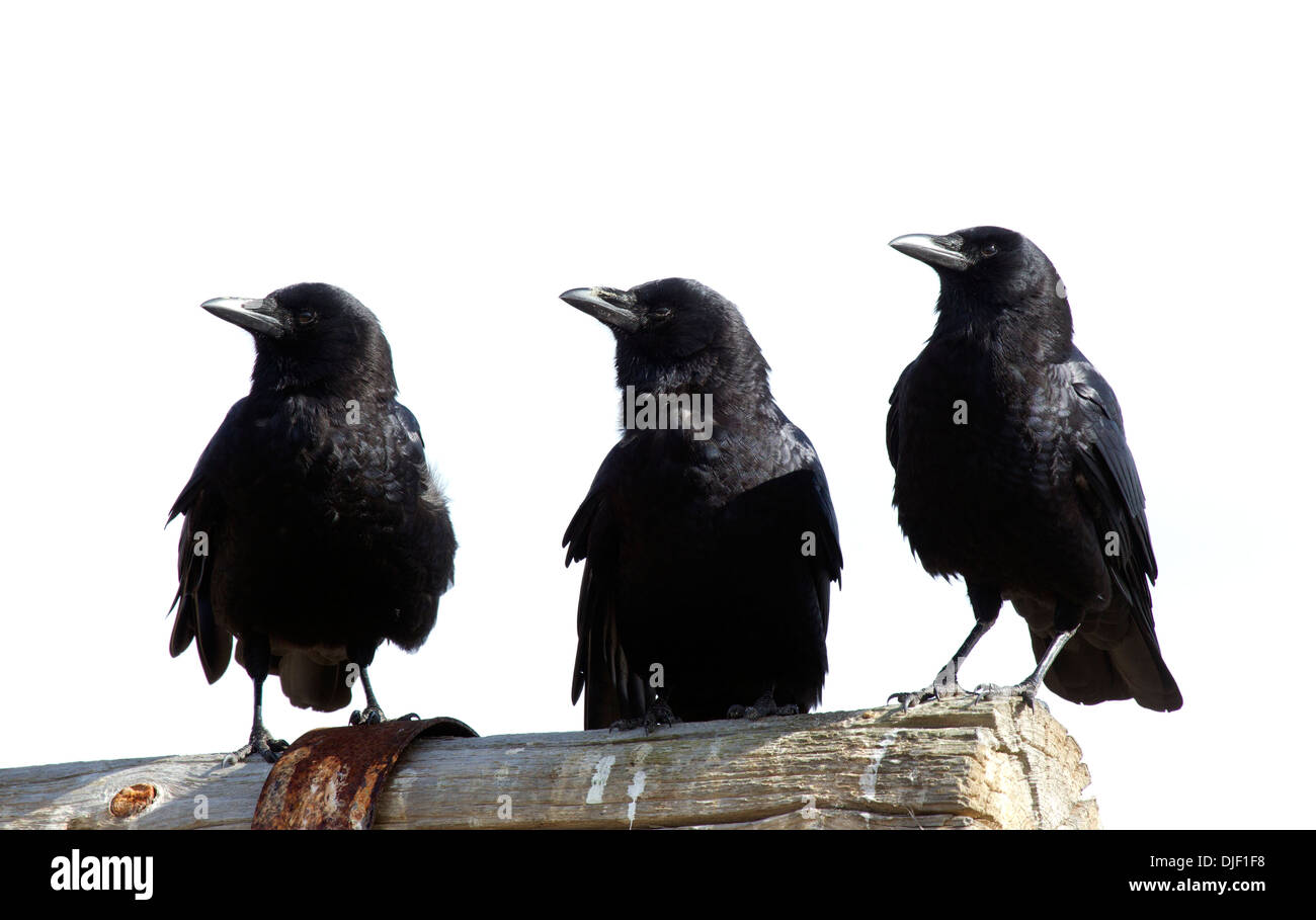 Three American Crows Stock Photo