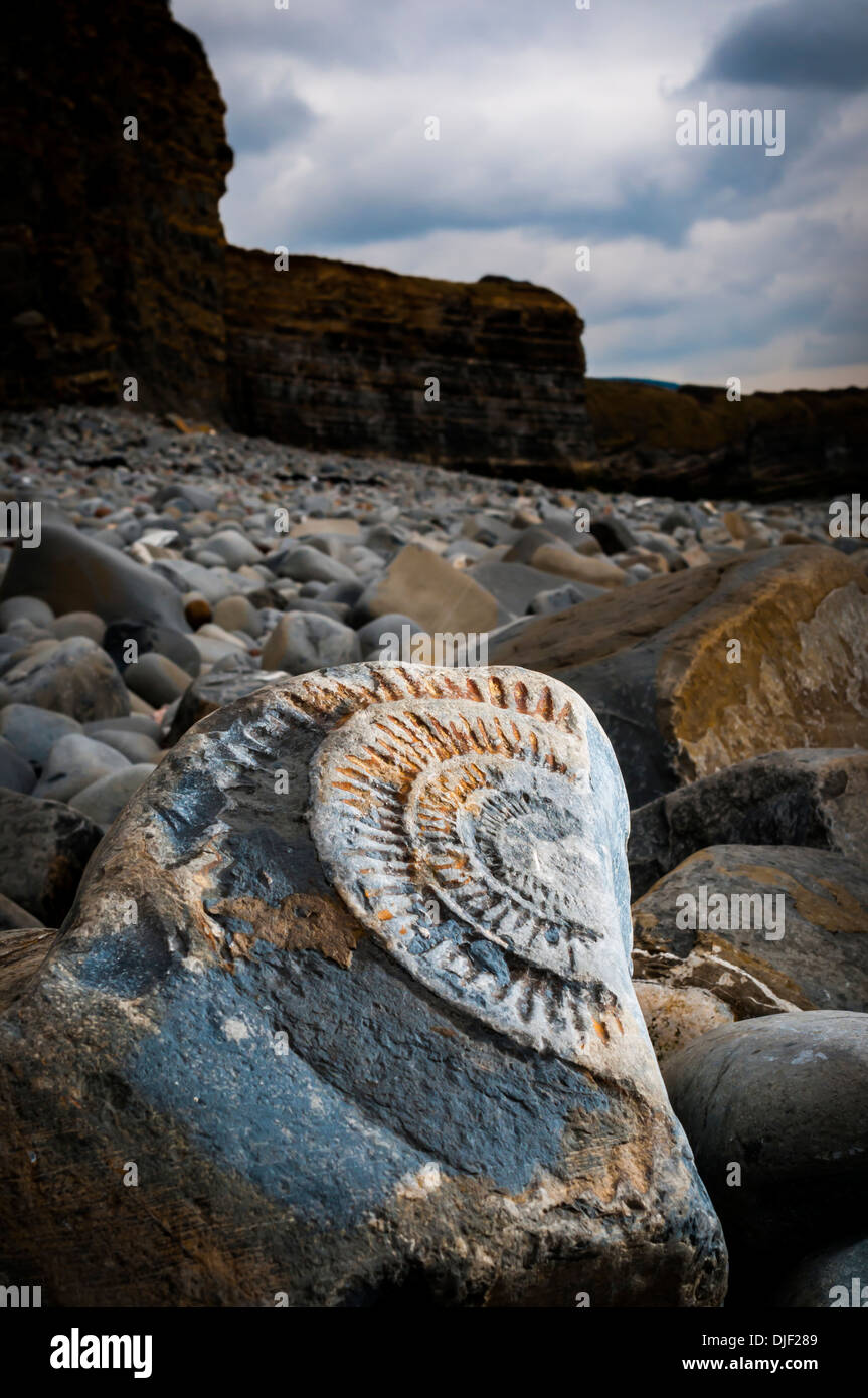 Sedimentary rocks fossils hires stock photography and images Alamy