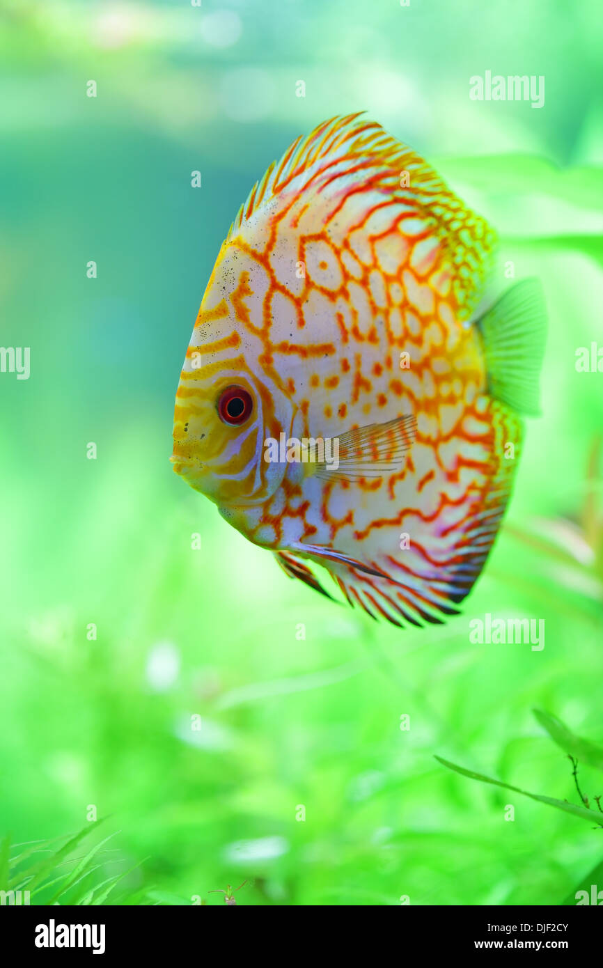 tropical discus fish in the aquarium Stock Photo