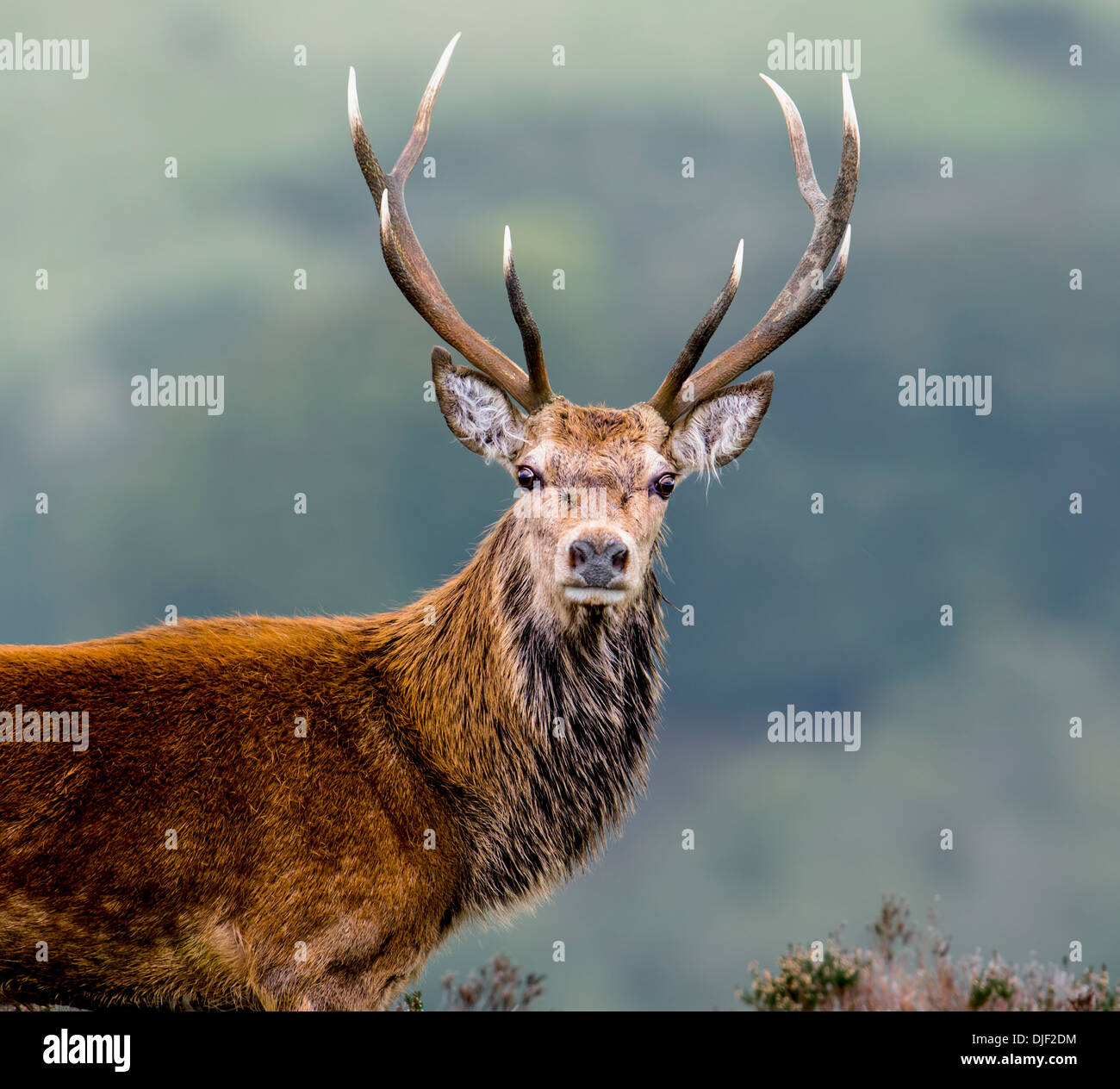 Red deer stag on Exmoor Stock Photo