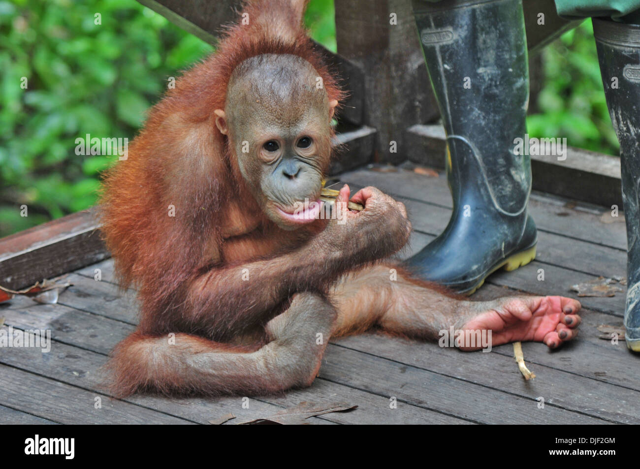 Young rescued Orangutan being prepared for return to wild - Borneo: with keeper Stock Photo