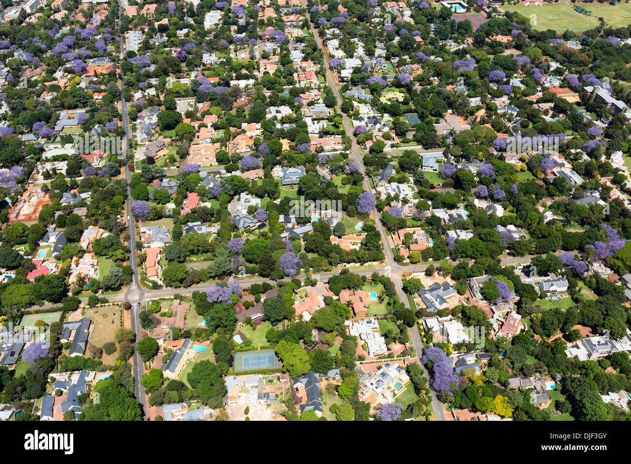 Aerial view of Jacaranda trees in blossom,Johannesburg suburbs, making it one of the greenest cities in the world.South Africa Stock Photo