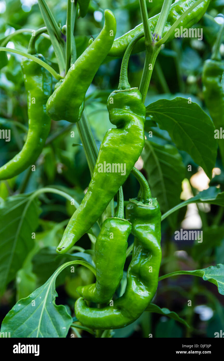 A Anaheim pepper plant with green hot peppers ready to harvest Stock ...