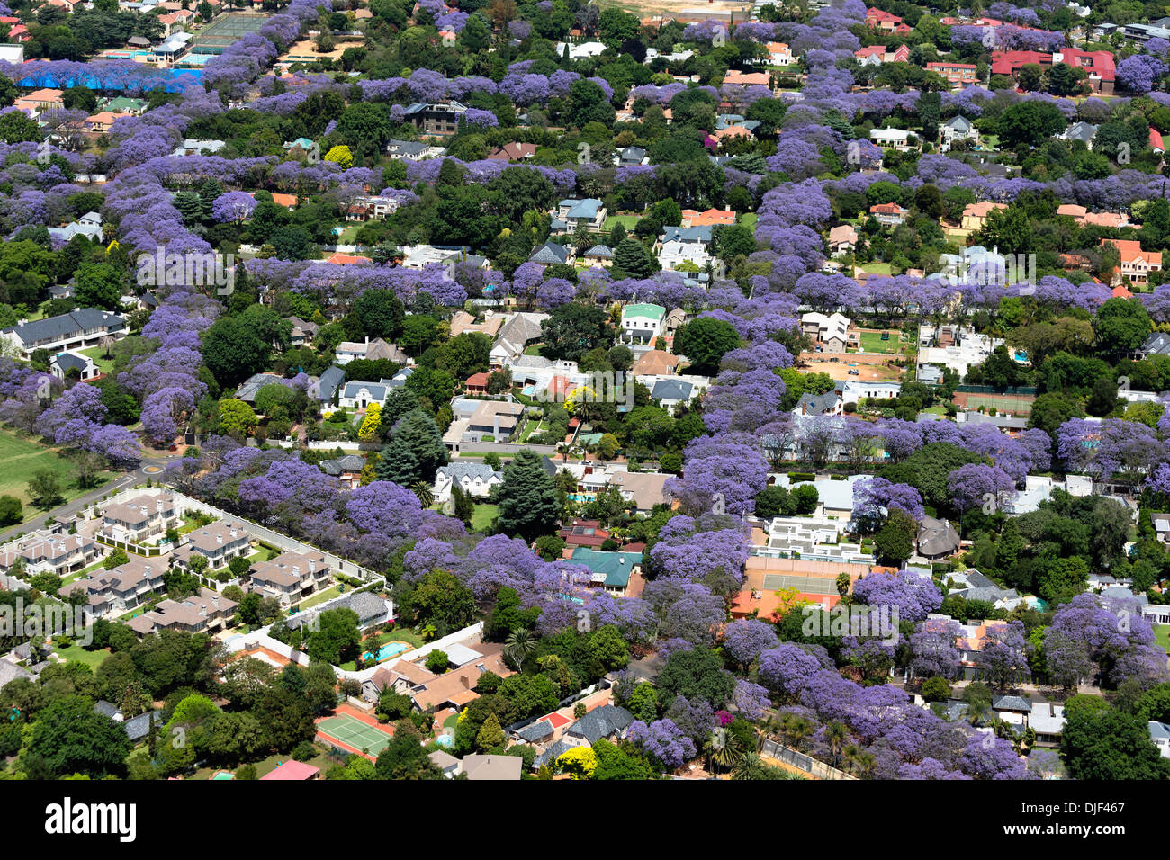 Aerial view of Jacaranda trees in blossom,Johannesburg suburbs, making it one of the greenest cities in the world.South Africa Stock Photo