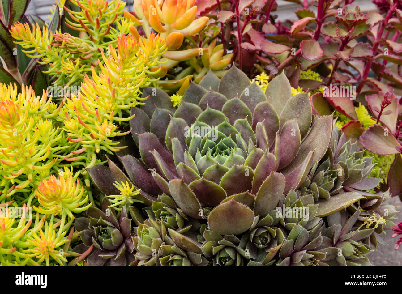 Sedum plants or sempervivum used for sustainable roof plantings Stock Photo