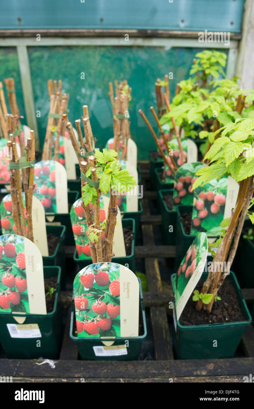 Garden center raspberry plants for sale England Stock Photo - Alamy