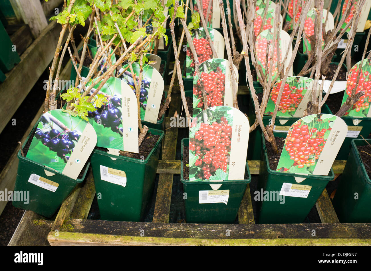 Garden center plant display hi-res stock photography and images - Alamy