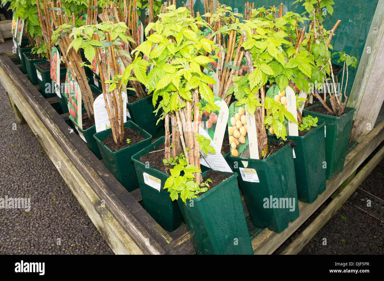 Garden center raspberry plants for sale display England Stock Photo Alamy