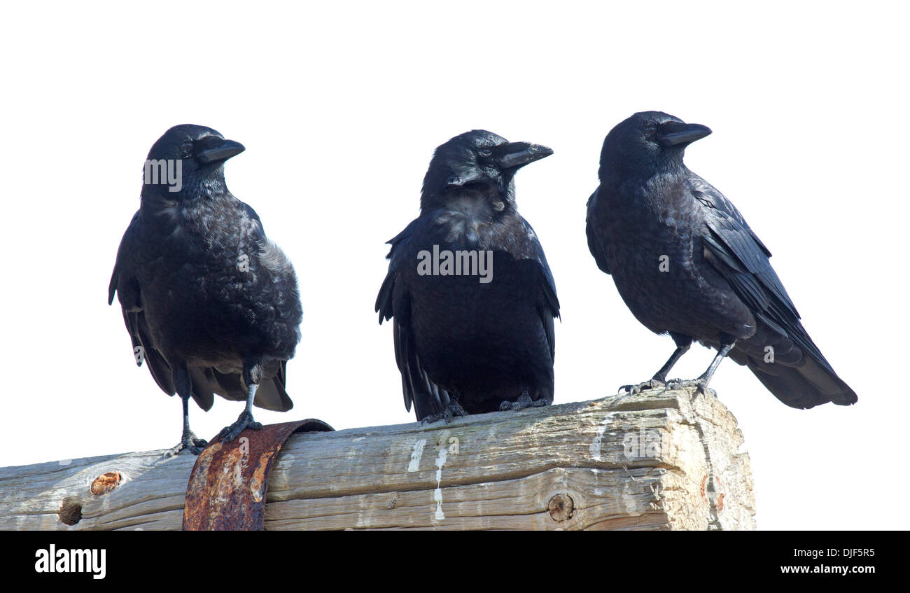 Three American Crows Stock Photo