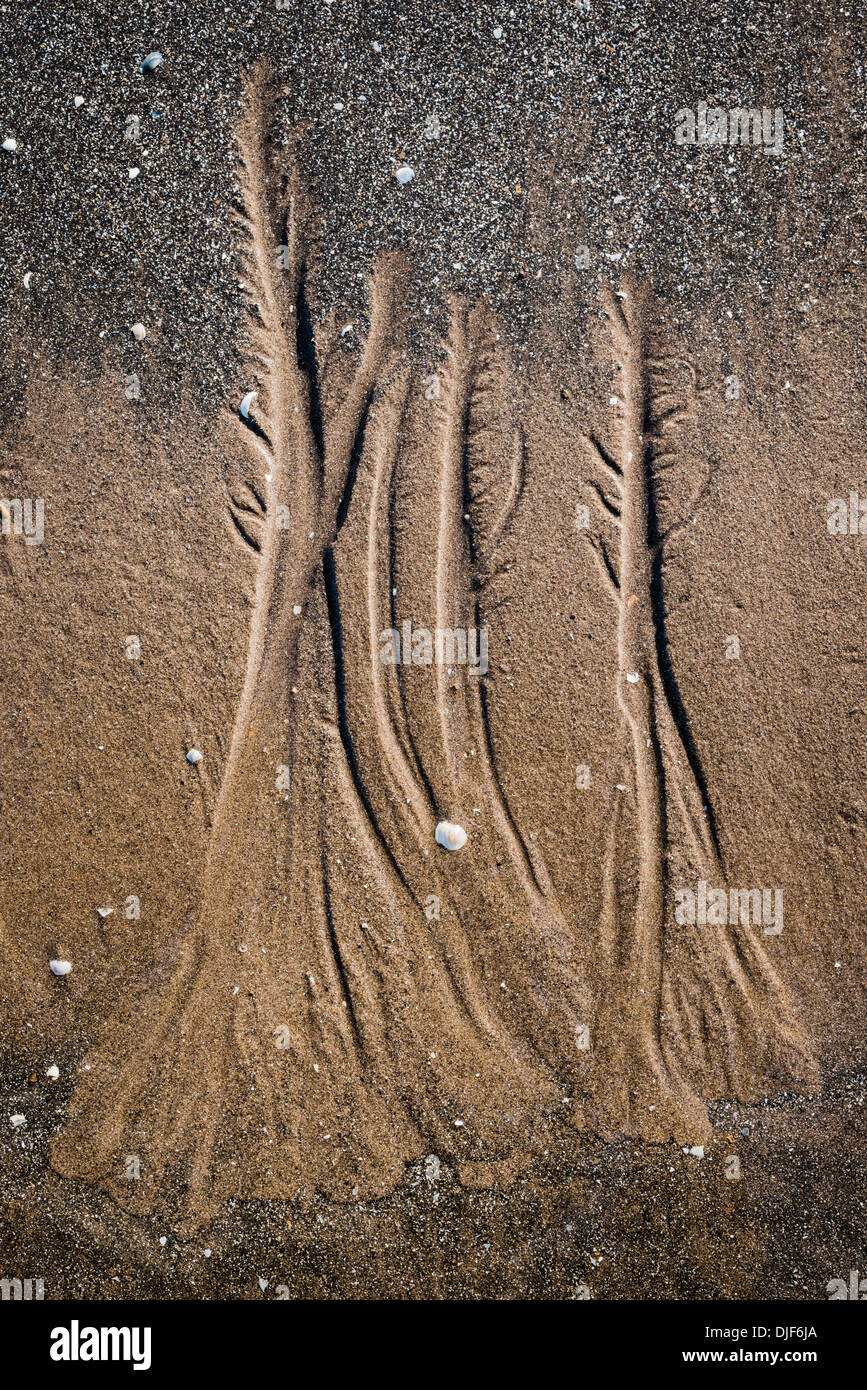 Tree shaped patterns in sand, made by the retreating tide. Stock Photo