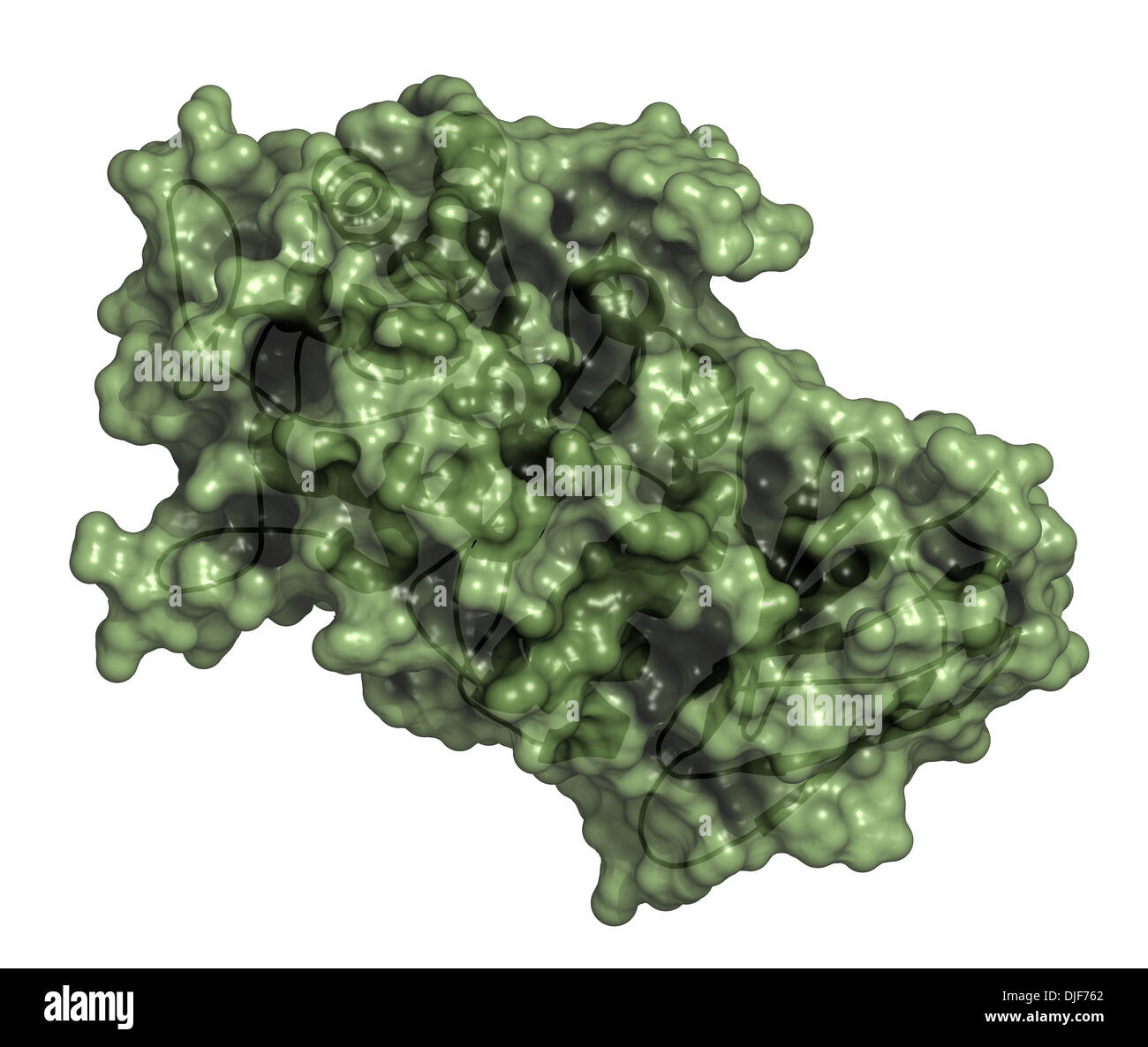Alpha-galactosidase (Agalsidase) enzyme. Cause of Fabry's disease. Administered as enzyme replacement therapy. Stock Photo