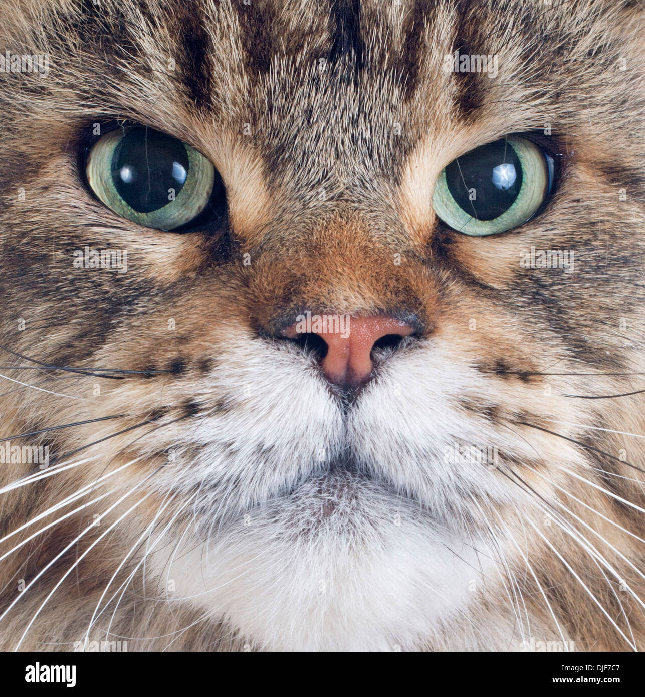 portrait of a purebred maine coon cat on a white background Stock Photo ...