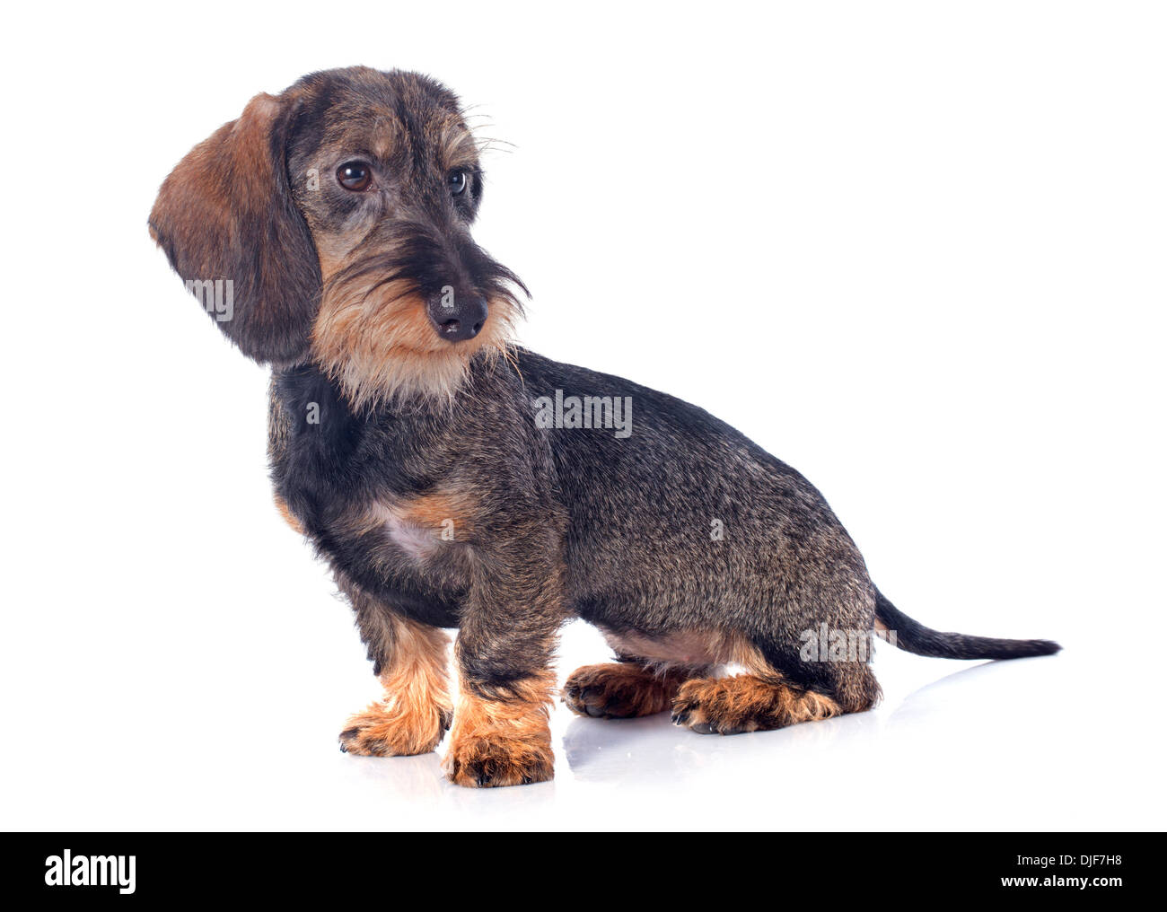 puppy Wire haired dachshund in front of white background Stock Photo