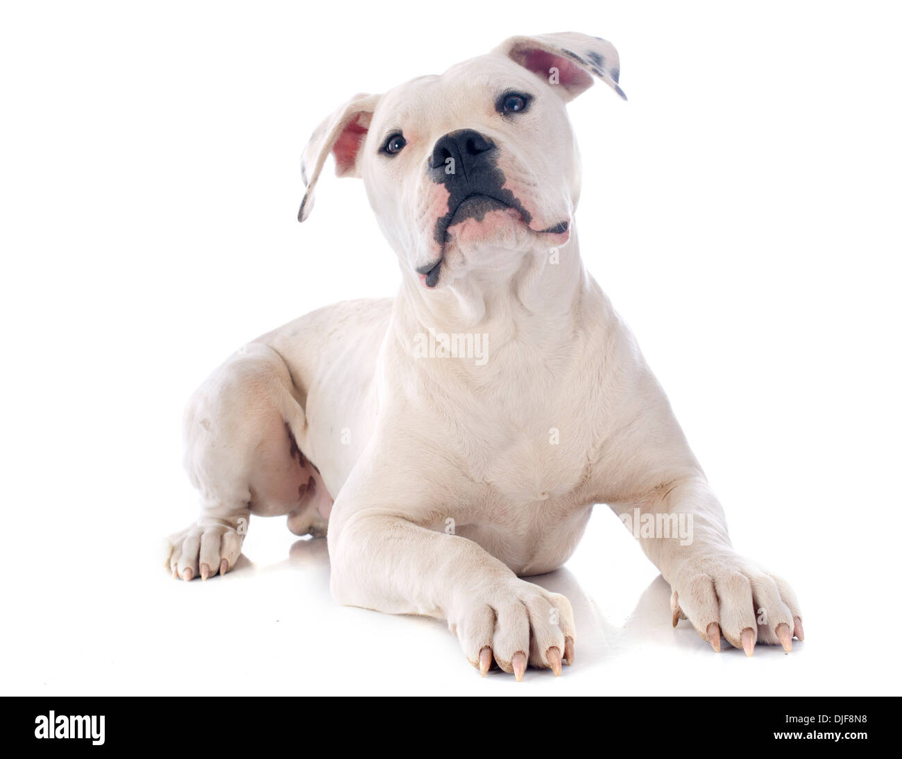 american bulldog in front of white background Stock Photo - Alamy