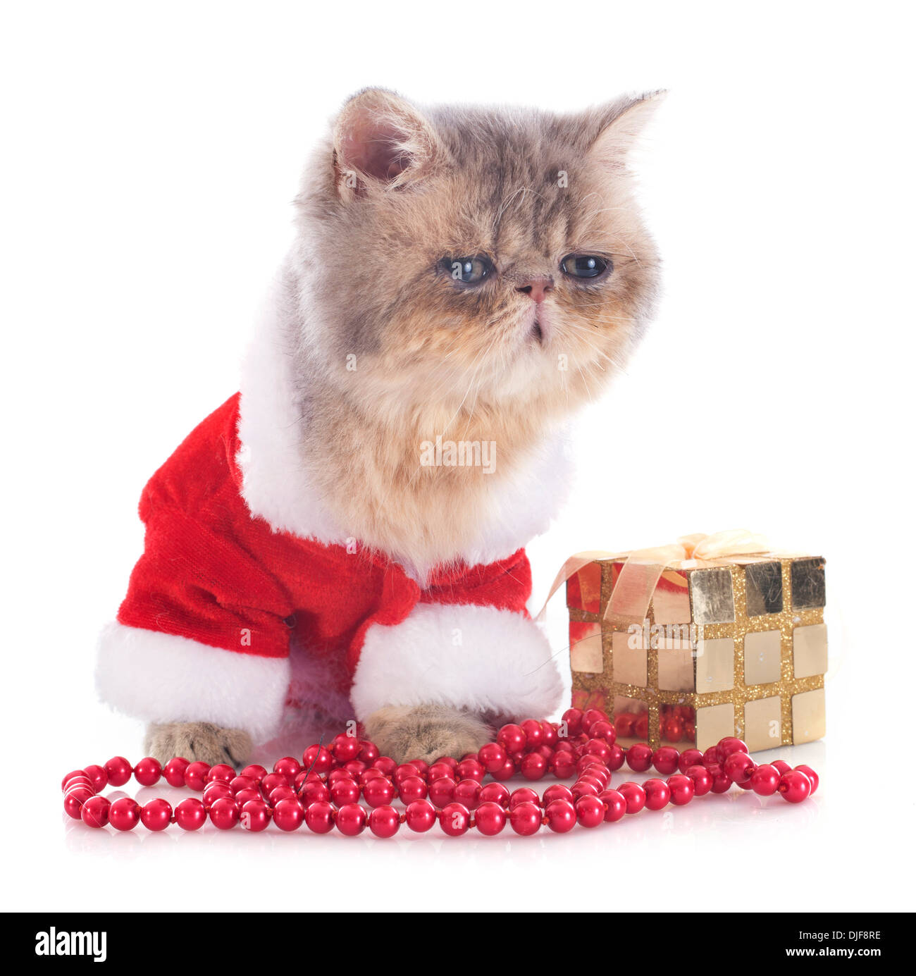 Dressed Kitten Exotic Shorthair Cat In Front Of White Background