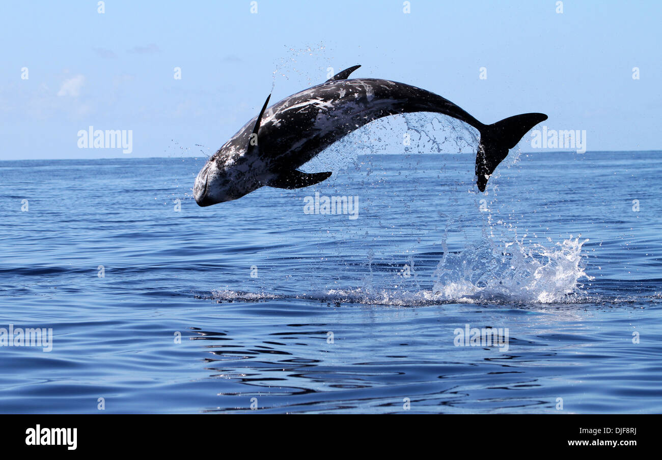 Risso's dolphin breaches out of the water (Grampus griseus) Pico Island, Azores Islands, Atlantic Ocean Stock Photo