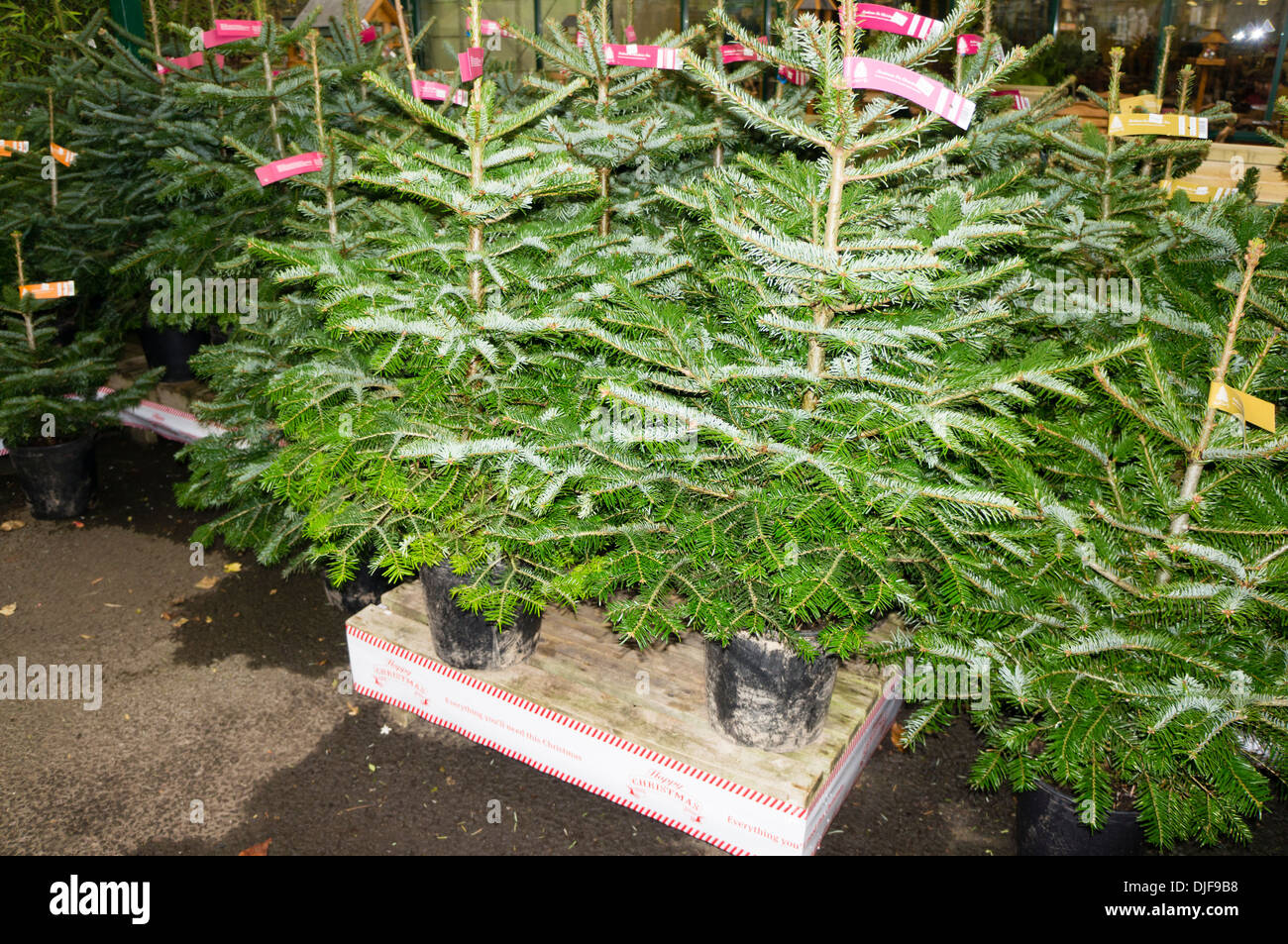 Real Christmas tree display garden center England Stock Photo Alamy