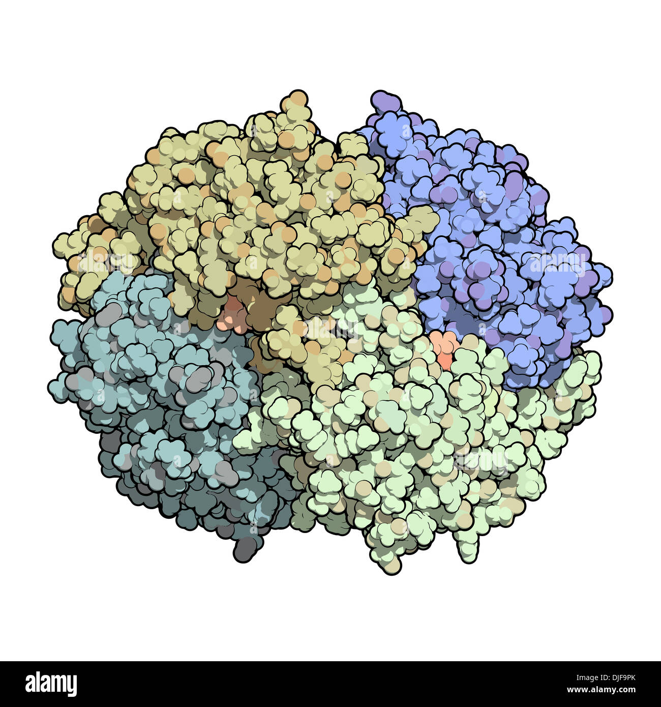 Asparaginase enzyme molecule. Used in leukemia treatment (crisantaspase). Atoms shown as spheres. Coloring: per chain. Stock Photo