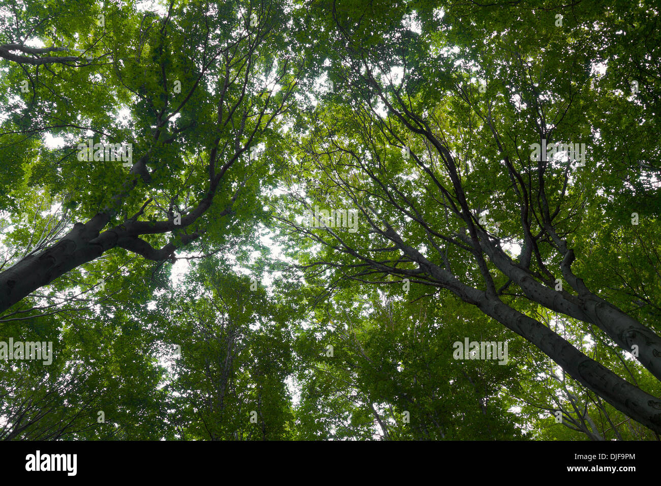 Beechen wood hi-res stock photography and images - Alamy