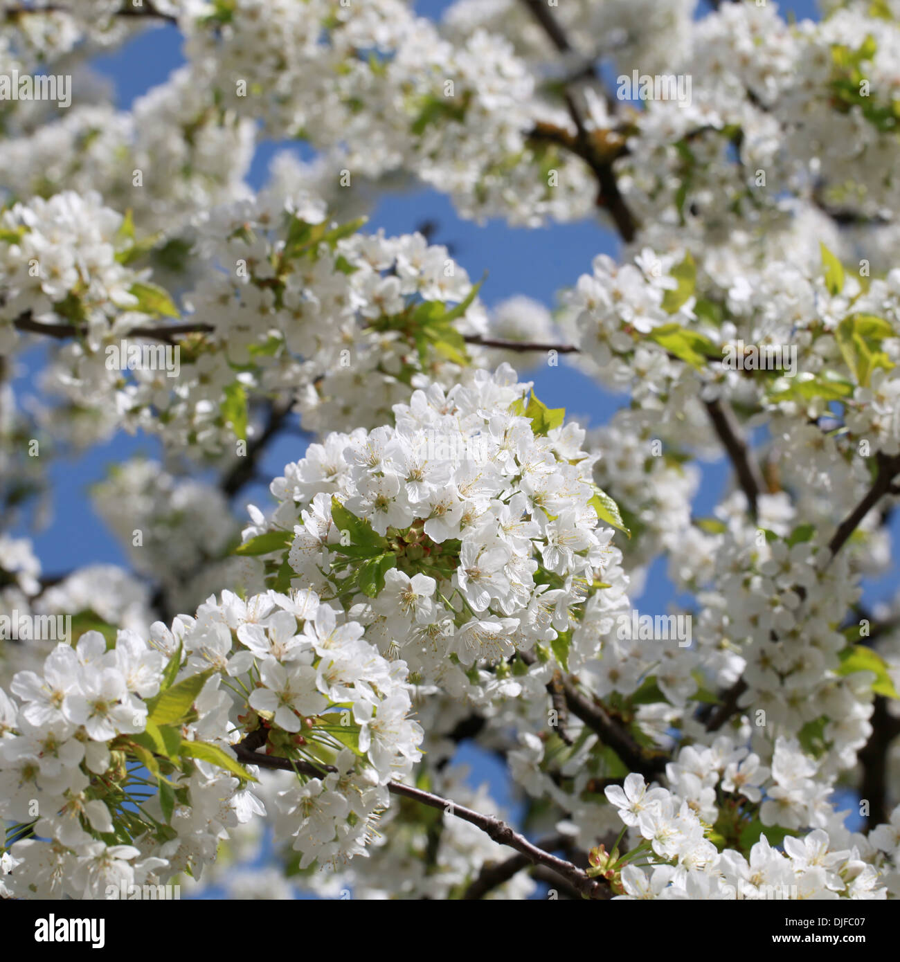 Blossoms on a cherry tree in a garden in spring Stock Photo