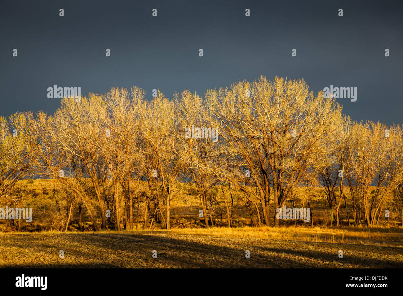 Late Evening Golden Light Shines On Leafless Cottonwood Trees With Dark Storm Clouds In The Background At Black Mesa State Park Stock Photo