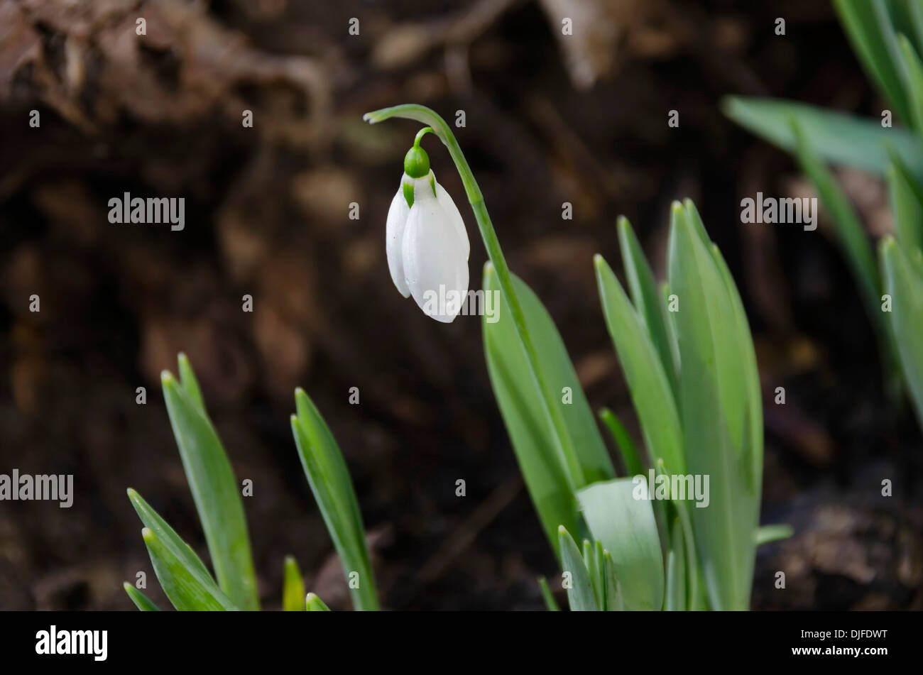 View of snowdrop (Galanthus) heralds of spring Stock Photo