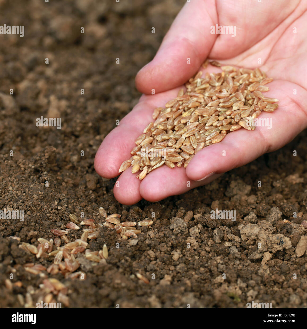 A hand with seeds falling in the soil in a garden Stock Photo