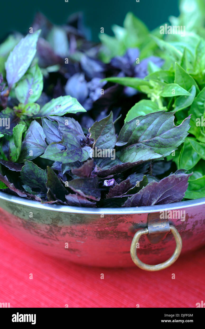 Just picked Basil in the vintage bowl Stock Photo Alamy