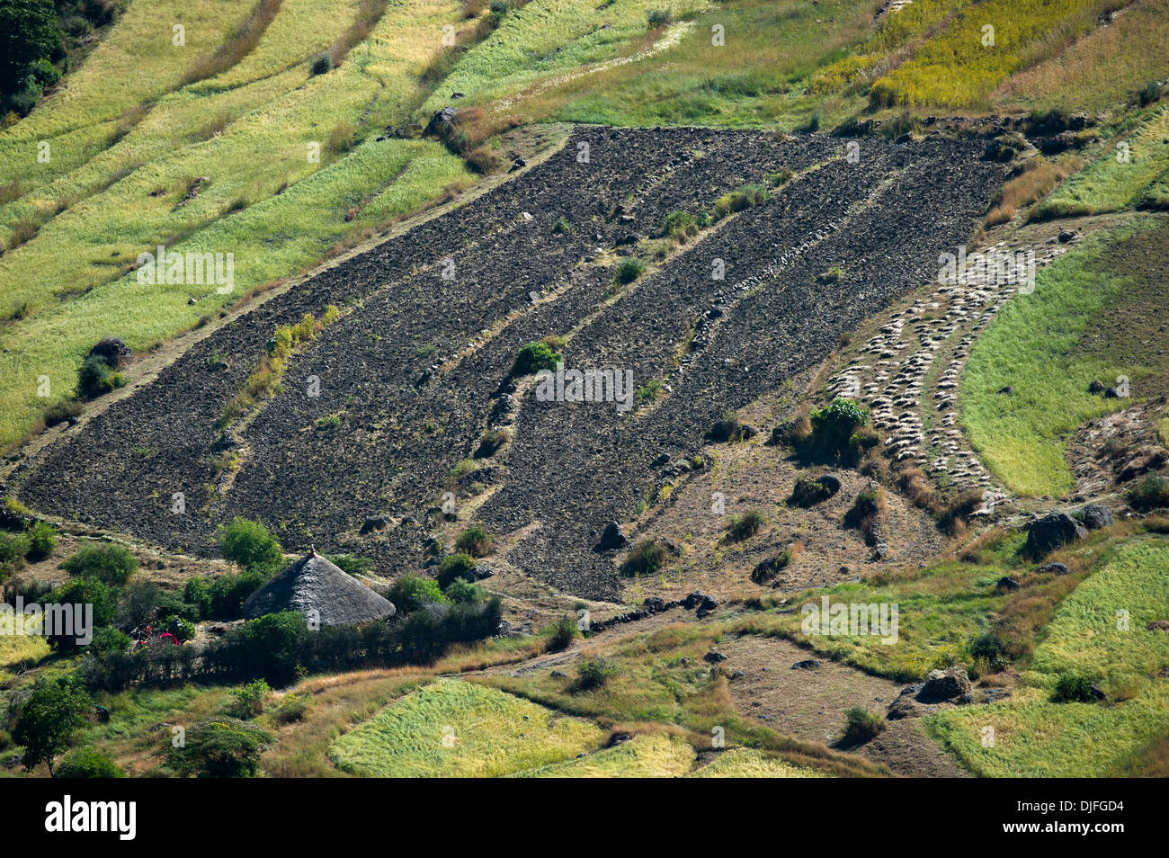 Red Rift Fields Fields in the Ethiopian Rift valley Stock Photo - Alamy
