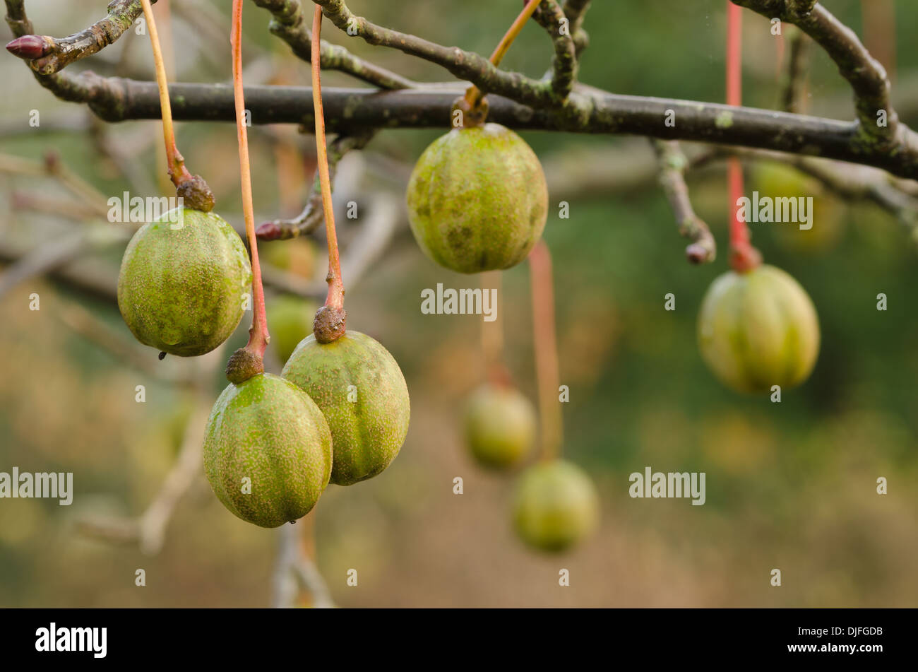 Davidia Involucrata Autumn High Resolution Stock Photography And Images Alamy