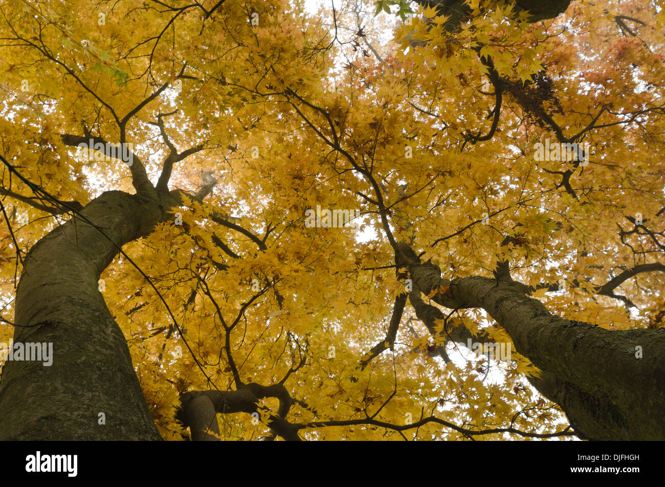 Canopy of scarlet leaves hi-res stock photography and images - Alamy