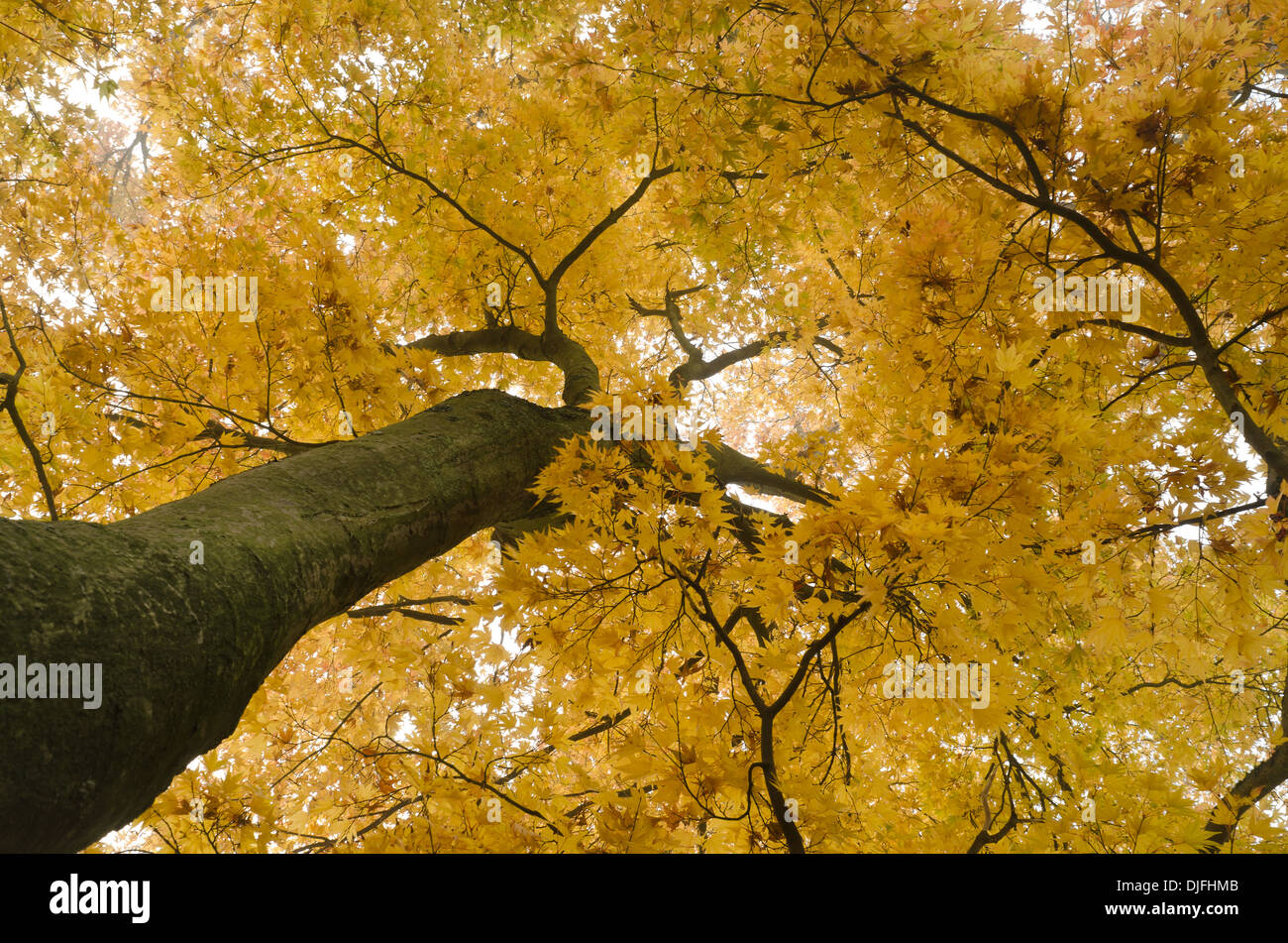 Canopy of scarlet leaves hi-res stock photography and images - Alamy