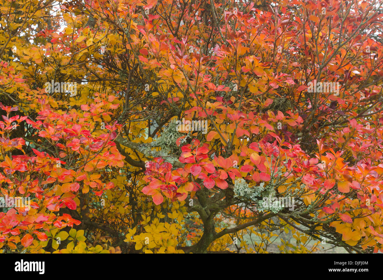 alternate leaves of white Enkianthus shrub making a spectacular