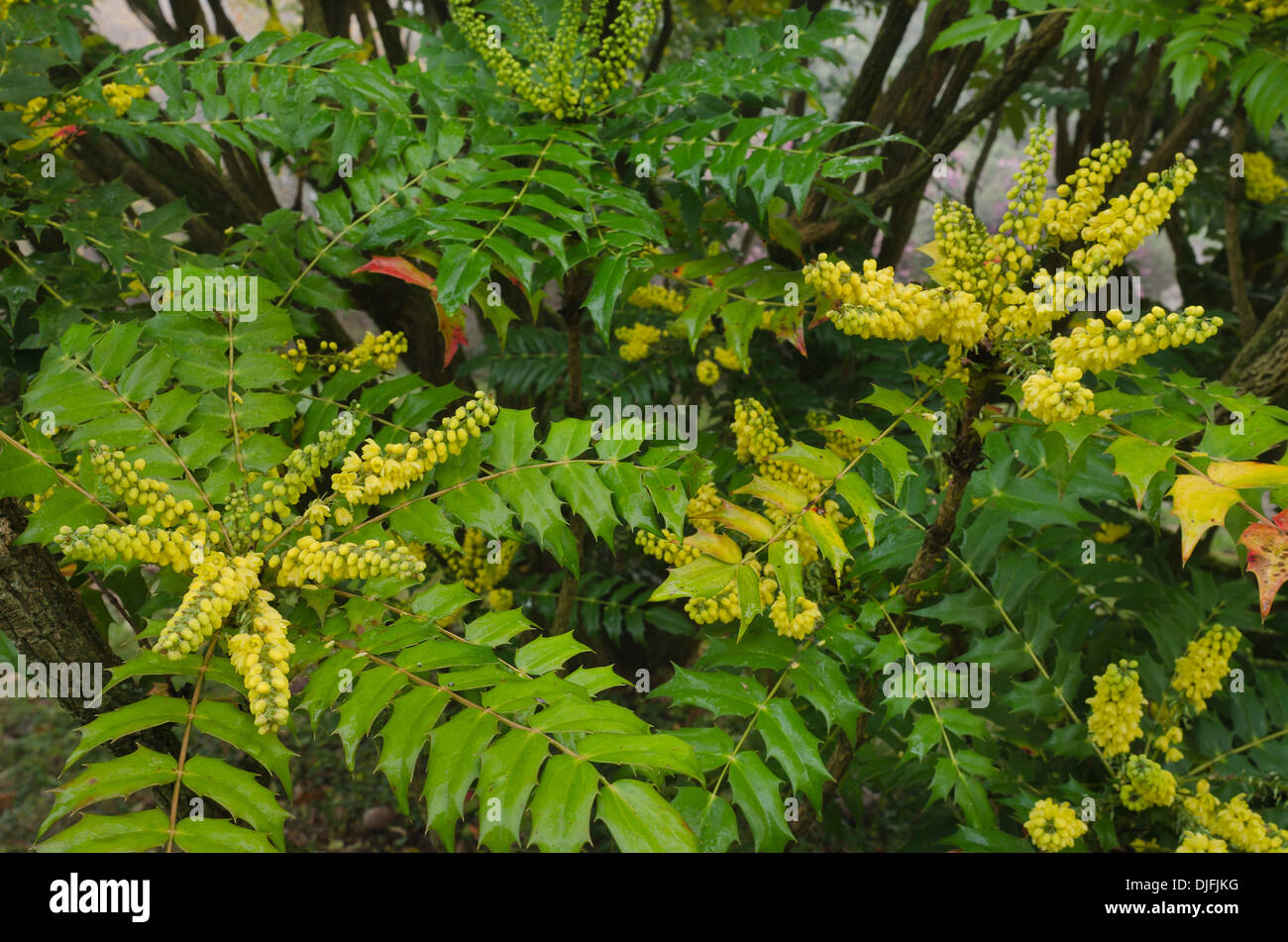 Yellow fragrant flowering Mahonia an evergreen shrub in gentle mist with winter sun Stock Photo
