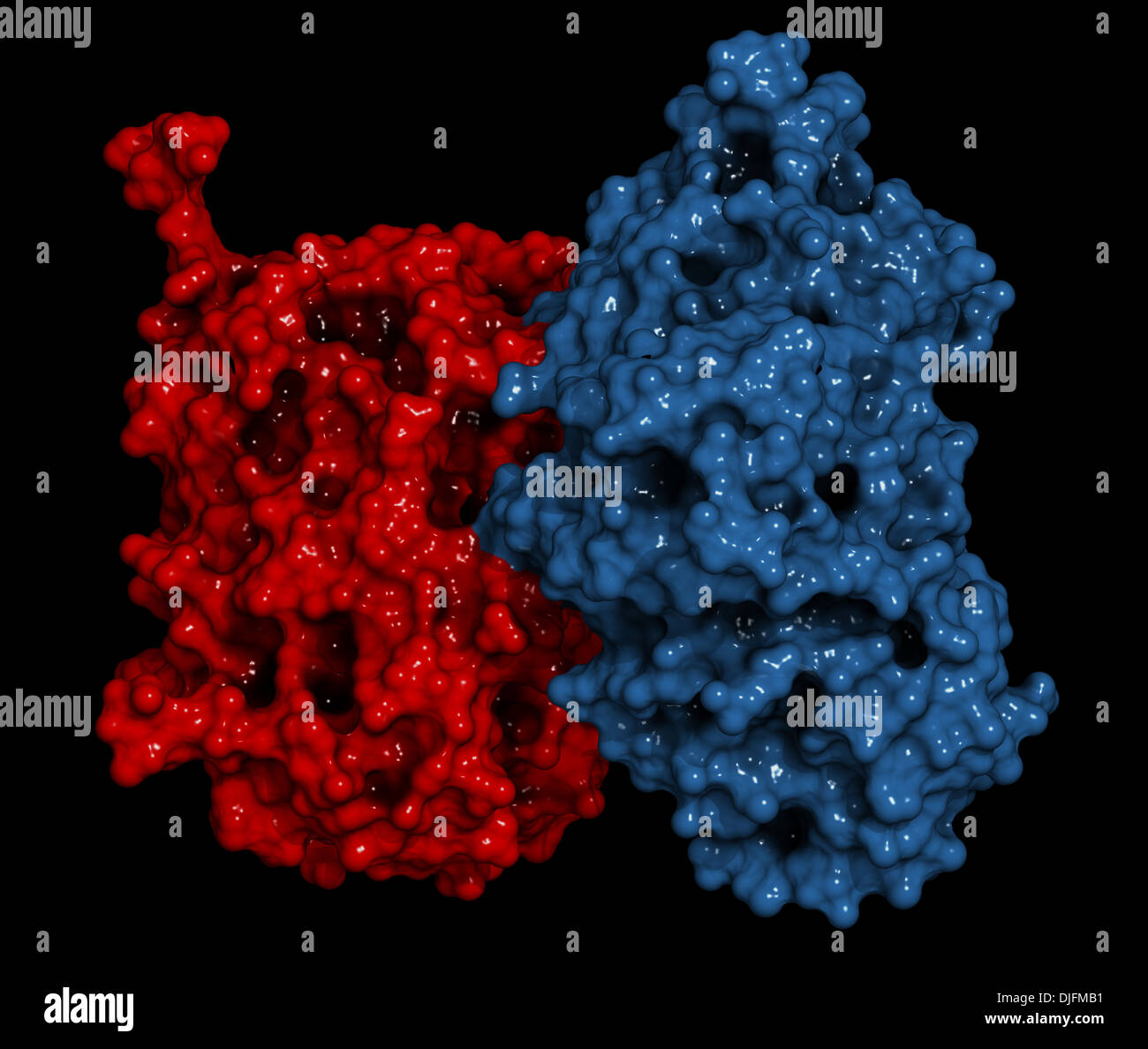Glucocerebrosidase (betaglucosidase) enzyme molecule. Deficient in