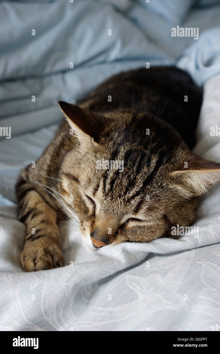 Photographer's sleeping domestic cat ( (Felis catus or Felis silvestris catus) in unmade bed. Stock Photo