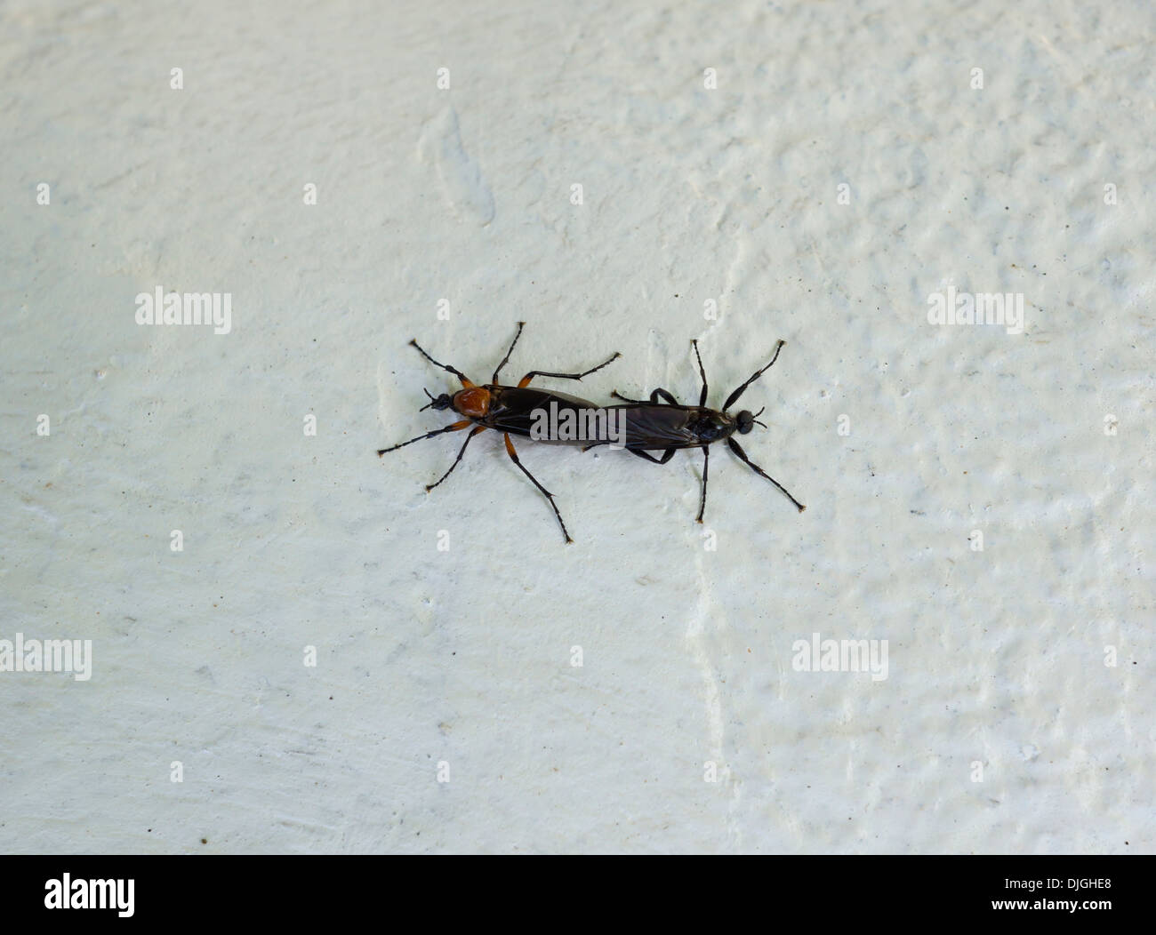 Insects mating. Stock Photo