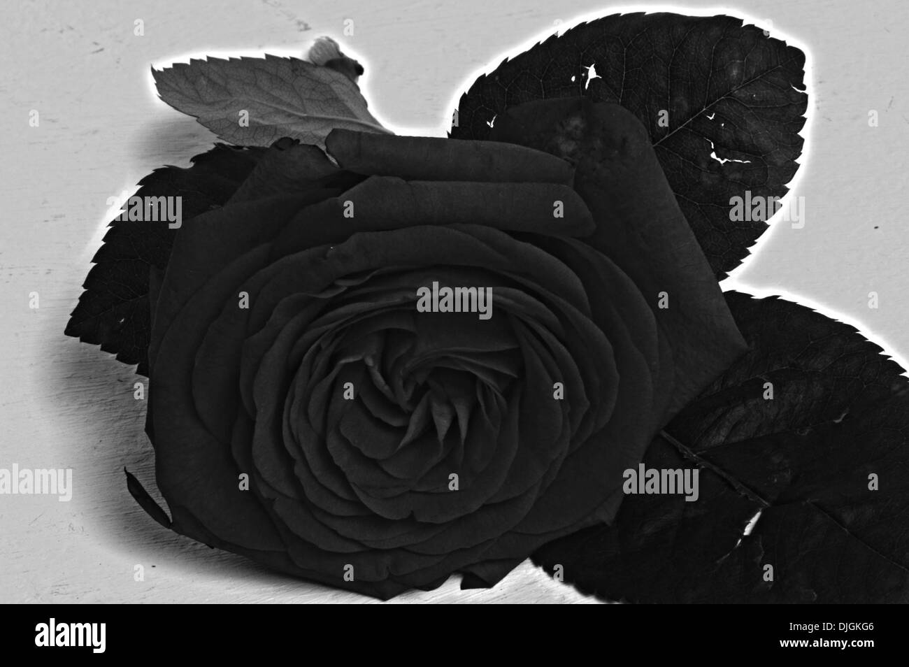 a chocolate monochrome rose Stock Photo