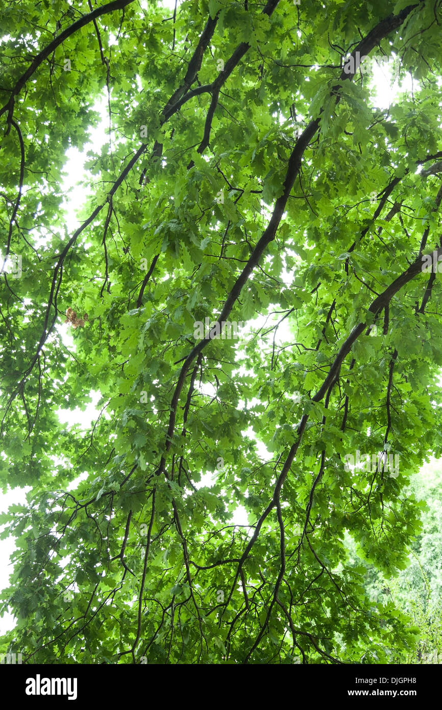 Oak tree branches. Nature background. Stock Photo