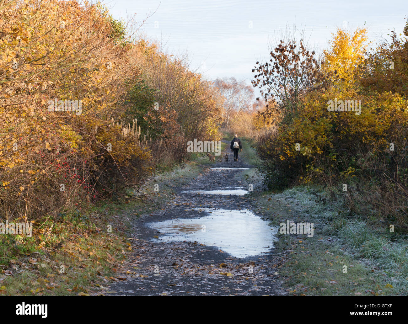 Woman walking dogs along frosted lane with autumn colours north east England, UK Stock Photo