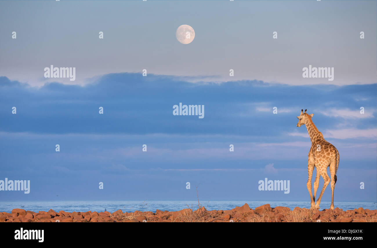 Rear view of giraffe against sky and stone ground near sea and full moon (photomontage) Stock Photo