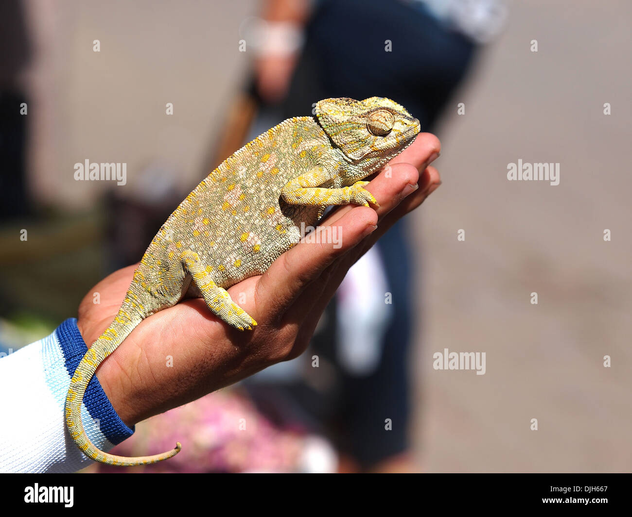 cameleon sleaping on the boys hand Stock Photo