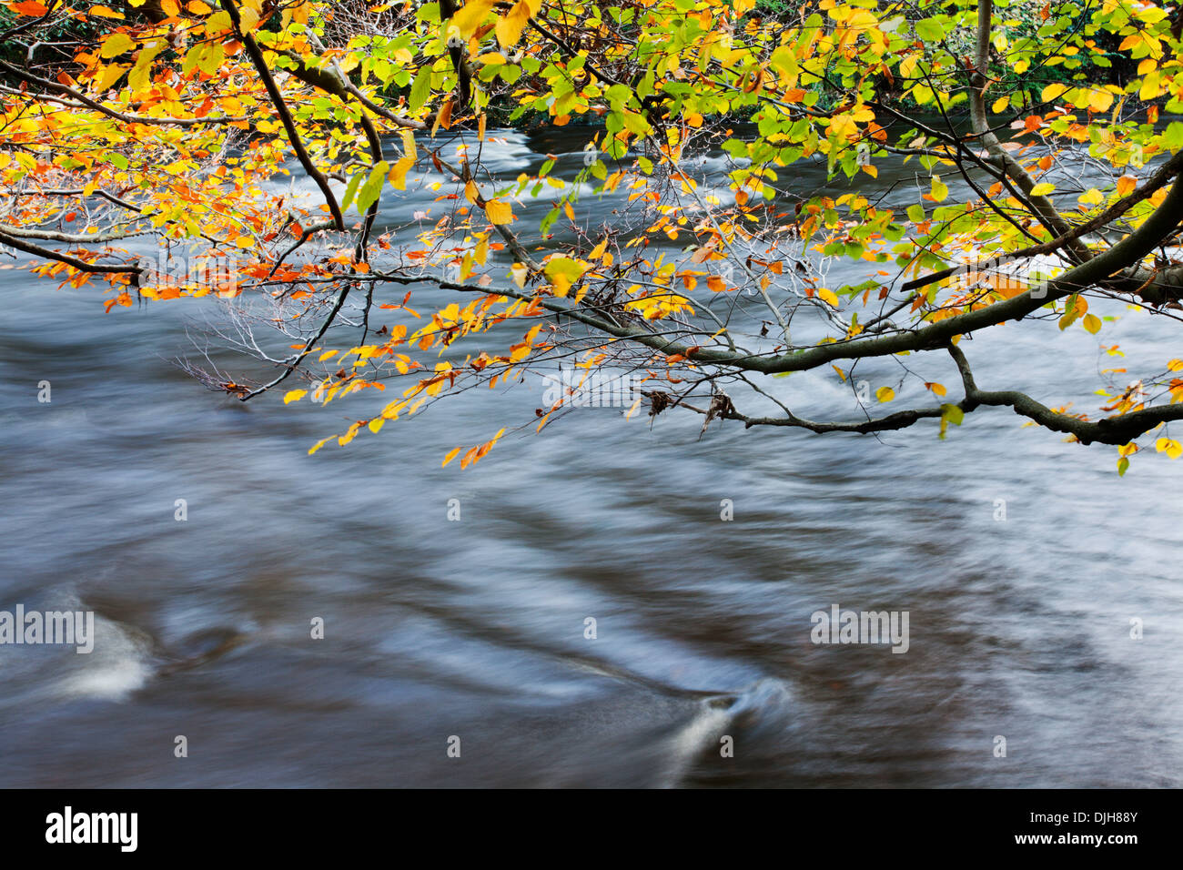 Trees Overhanging River Stock Photos & Trees Overhanging River Stock ...
