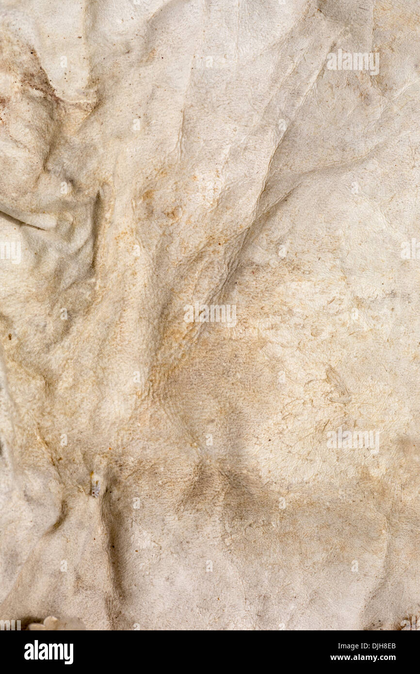 Leather rabbit hires stock photography and images Alamy