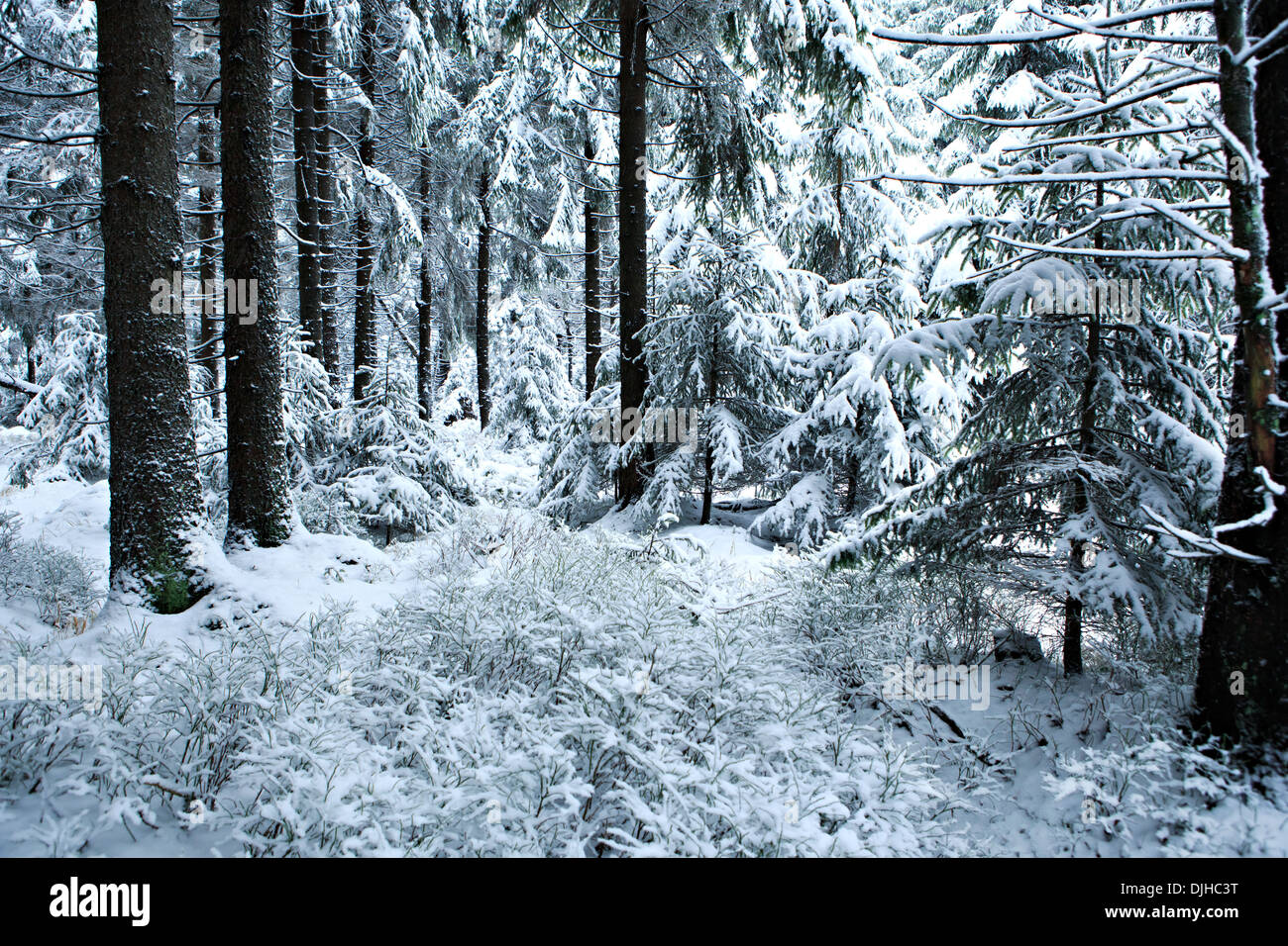 Winter forest under new snow in Masserberg, Thuringia, Germany. Stock Photo