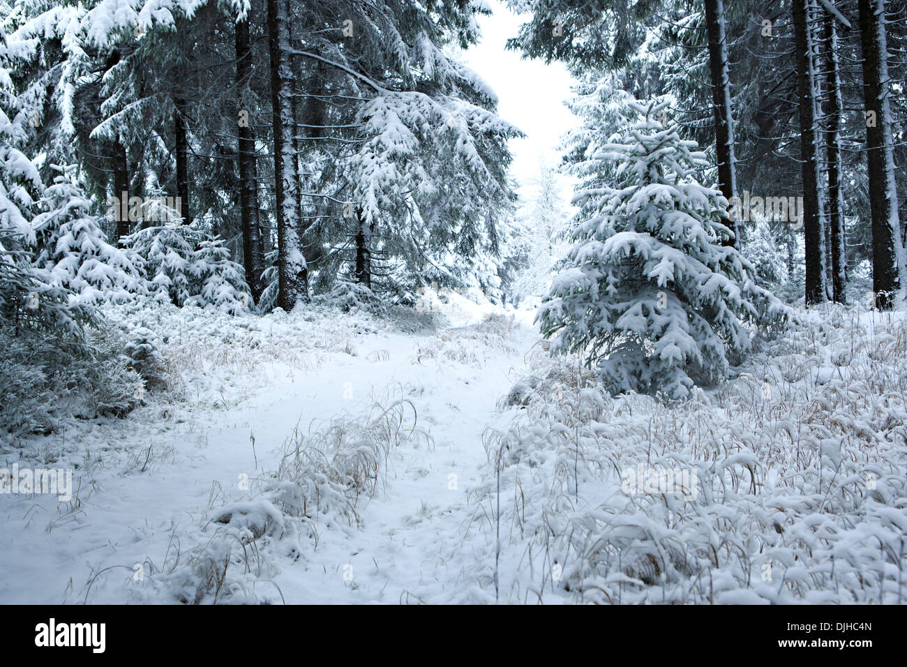 Winter forest under new snow in Masserberg, Thuringia, Germany. Stock Photo