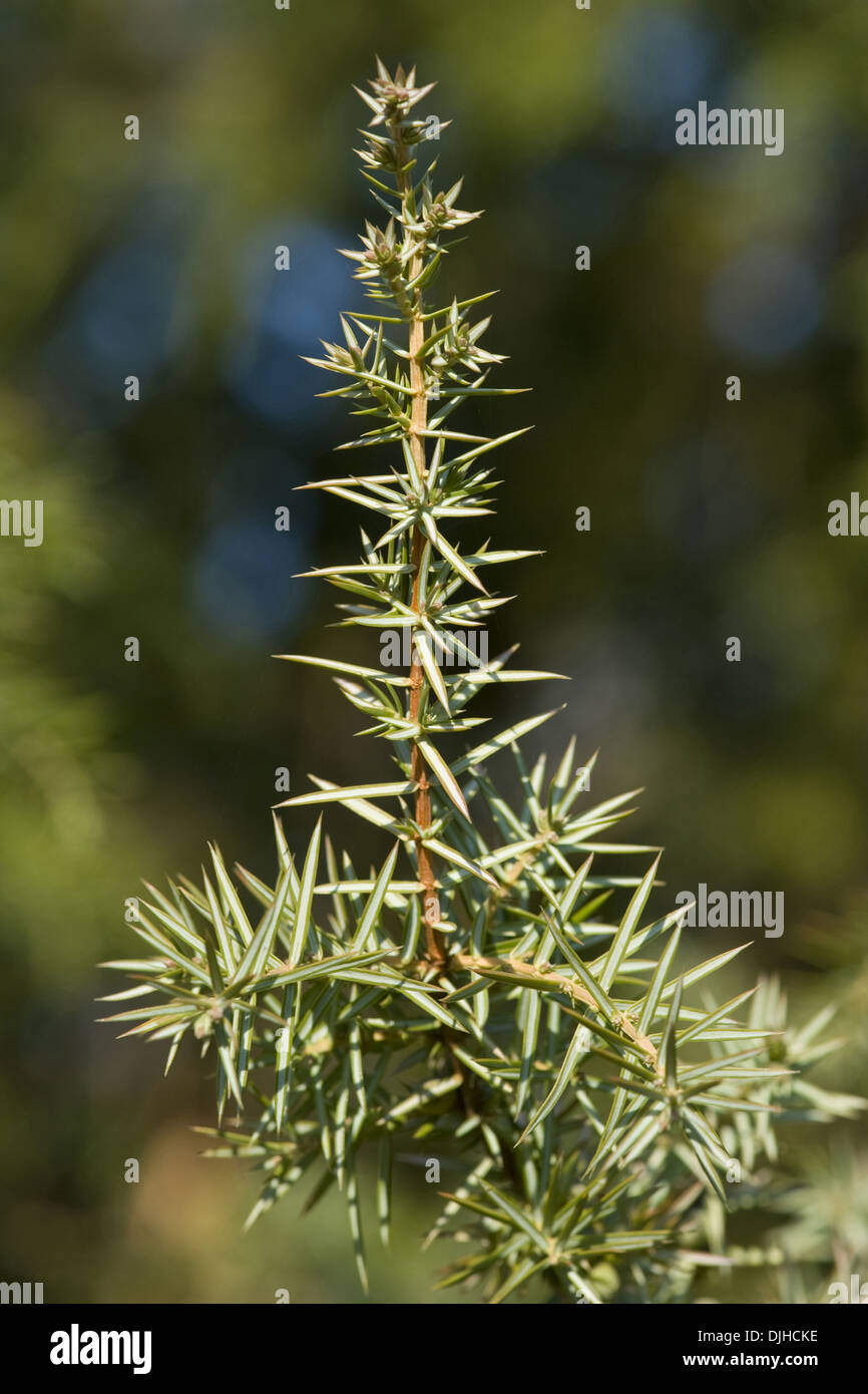 common juniper, juniperus communis Stock Photo